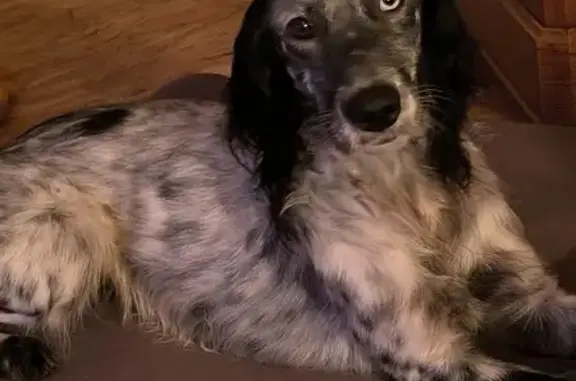 Chien perdu , photo : Sacha, setter anglais perdu à Velluire