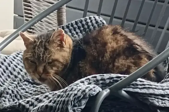 Chat mâle non castré trouvé à Saint-Barthélemy - photo