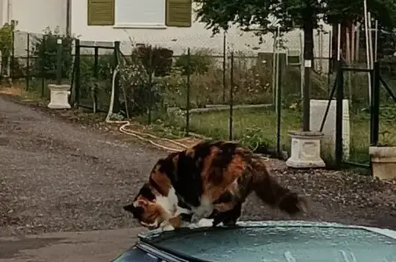 Animaux perdus , photo: Chatte perdue à Aix en Othe