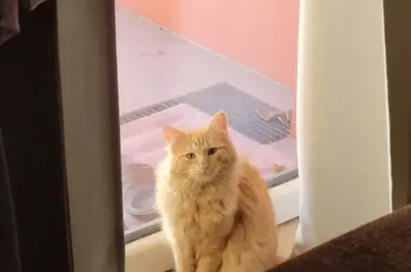 Animaux trouvés Lingolsheim, photo: Chat trouvé sans collier à Lingolsheim