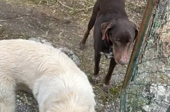 Deux chiens errants sur la route d'Anduze - photo