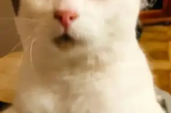Animaux perdus Boulay-Moselle, photo: Chat perdu à Boulay-Moselle : Tacot, mâle