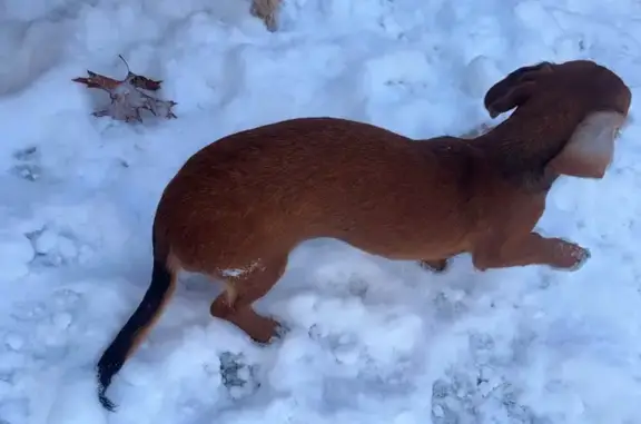 Lost Reddish Dachshund: Beyoncé on Oak St