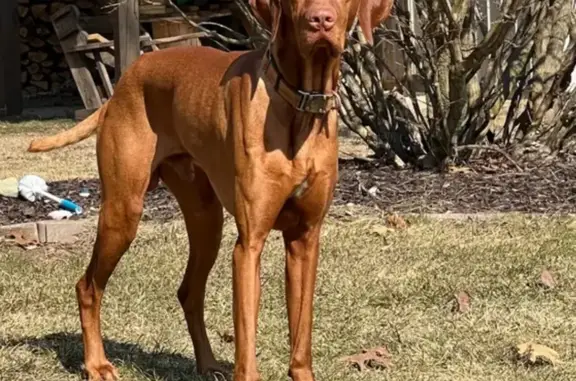 Missing Red Vizsla: Reward in Michigan