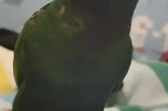 Help Find Lucky: Friendly Lost Lorikeet