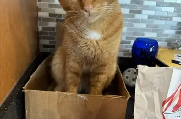 Missing: Friendly Orange Cat, Cedar Rd