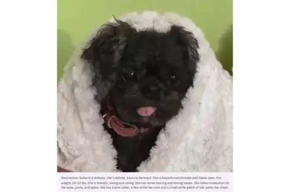 Help Find Sofee: 14-Year-Old Shih Tzu Mix