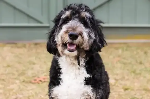 Lost Aussie Doodle on Wiltshire Rd!