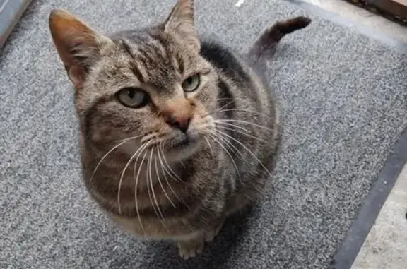 Chatte tigrée trouvée à La Baule - photo