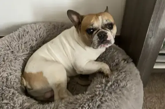 Bouledogue blanc/marron perdu à St-Martin - photo