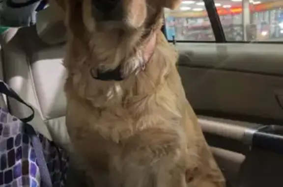 Help Find Our Lost Golden Retriever!