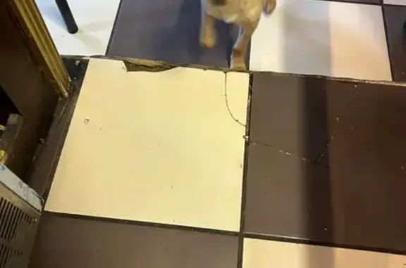 Chien trouvé Rue Kuhlmann, Lille - photo