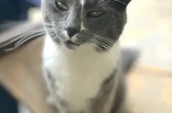 Lost Cat: Friendly Gray & White on Boyner Rd.