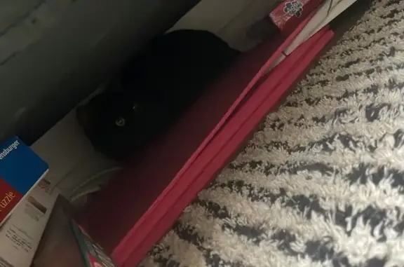 Chat trouvé craintif, non castré, Paris 20e - photo