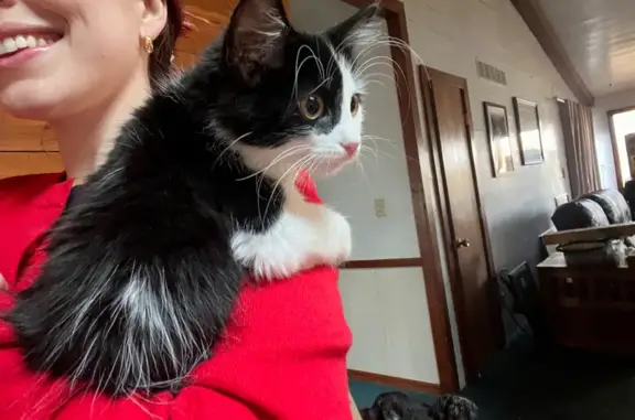 Help Find Winnie: Lost Black & White Kitten