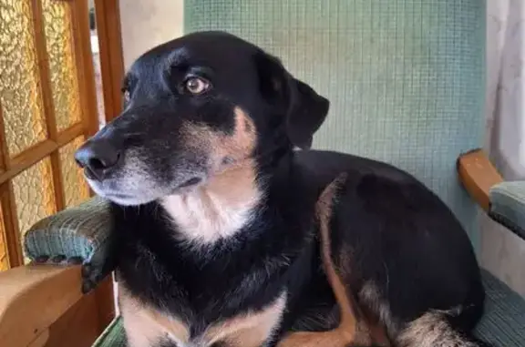 Chien perdu , photo : Beauceron femelle 9 ans perdue à Plounéour