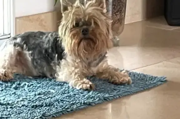 Chien perdu Tours, photo : York femelle 16 ans sourde perdue à Tours