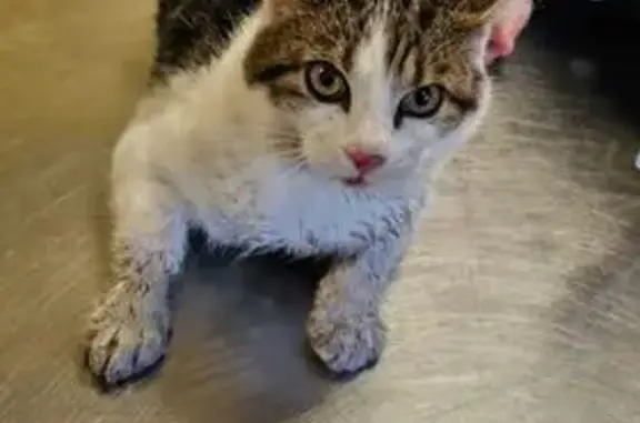 Chat mâle non identifié trouvé blessé - photo