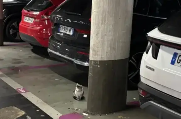 Chaton trouvé Parking République, Metz - photo