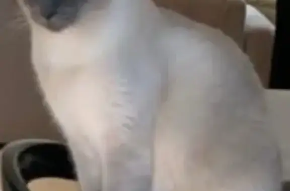 Chat siamois perdu, La Gaude - photo