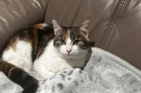 Chat trouvé Le Ménil, photo: Chatte tricolore trouvée à Le Ménil