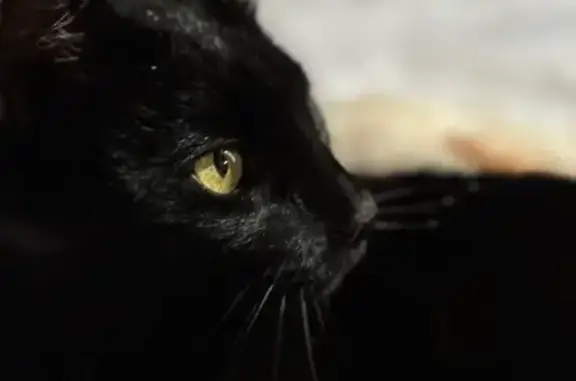 Animaux perdus Vénissieux, photo: Chat noir perdu à Vénissieux, 10 ans