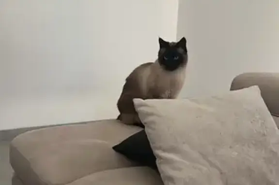 Chat perdu : Lewandowski, mâle noir yeux bleus - photo