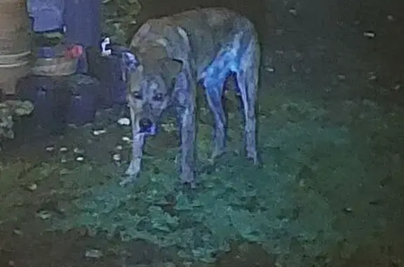Animaux trouvés Lubersac, photo: Chien errant tricolore à Lubersac
