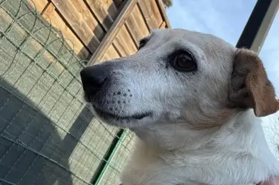 Chien trouvé Carcès, photo: Jack Russel trouvé à Carcès, chez habitant