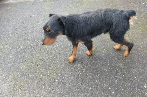 Chien croisé fox terrier cherche foyer - photo