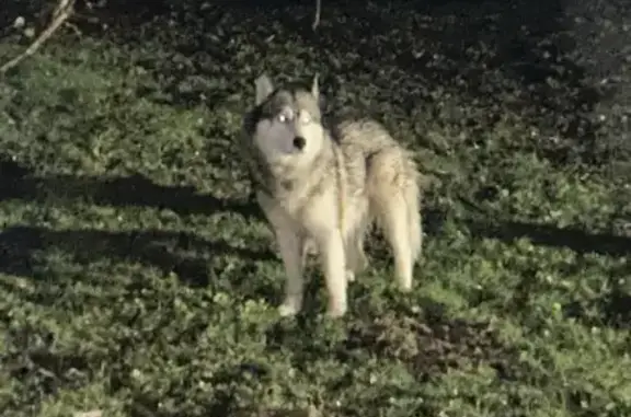 Animaux trouvés Entre-Deux-Guiers, photo: Husky peureux trouvé à Entre-Deux-Guiers