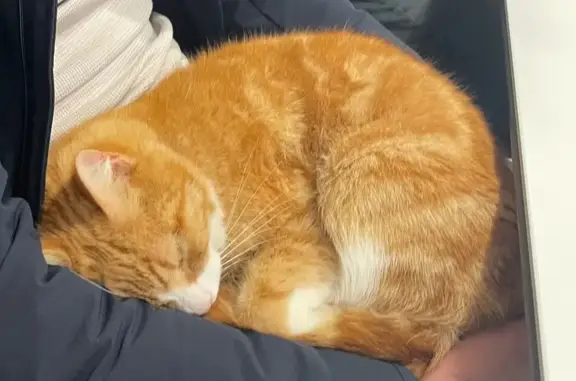 Chat trouvé près du Brit Hôtel à Quimper - photo