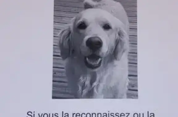 Animaux perdus , photo: Mia, golden retriever 9 ans perdue à Jarrier