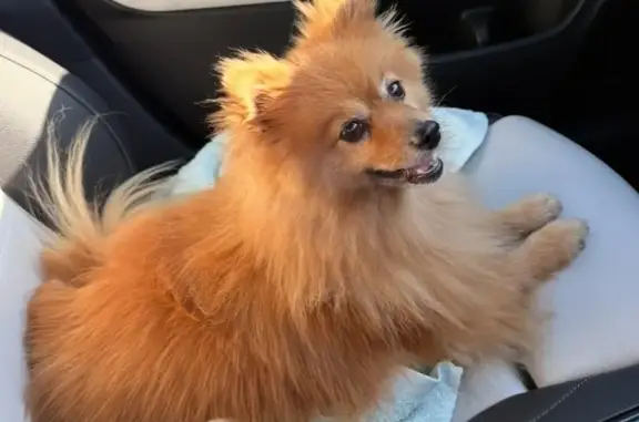 Help Find Our Missing Pomeranian!