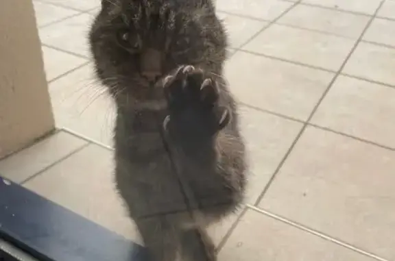 Chat trouvé Guilers, photo: Chat tigré trouvé, affaibli et amaigri