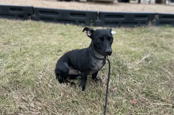 Help Find Our Missing Dog in Texas!