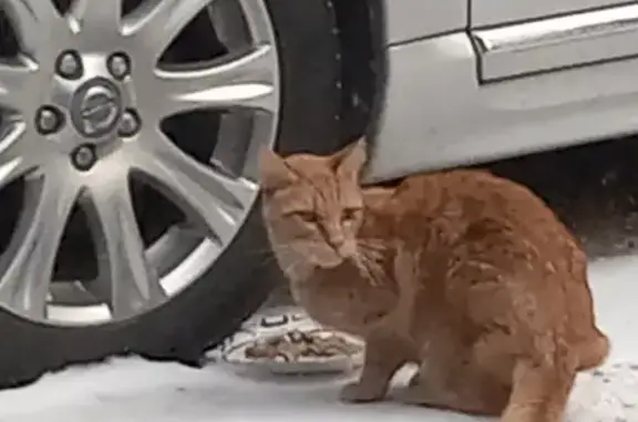 Found: Friendly Orange Cat in...