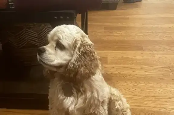 Lost Tan Cocker Spaniel in Grants Pass