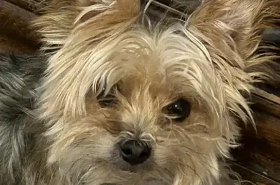 Lost Yorkie: Winnie in San Antonio