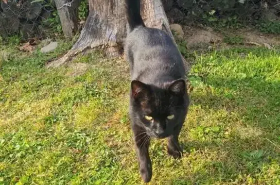 Lost Black Cat in Mount Lookout, WV