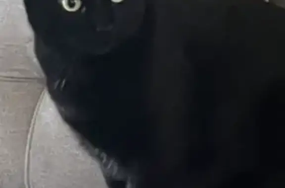 Lost Black Cat: Skittish & Sweet, Clearwater