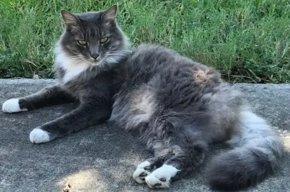 Lost Cat in San Antonio: Grey & White Male