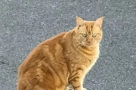 Chat roux Haribo disparu à Toulouges - photo