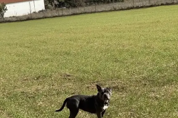 Perro Perdido: Luna, American Bully en Villasequilla