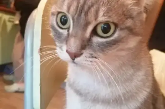 Chatte 5 ans disparue à Cavaillon - photo