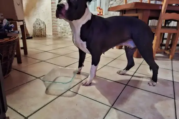 Chien trouvé à Le Bouchage (Auvergne) - photo