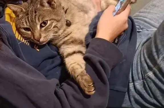 Chat perdu, Condé-sur-Sarthe, photo: Chat tigré amputé disparu à Condé-sur-Sarthe