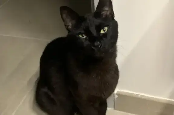 Chat noir sans queue perdu à Pernes - photo