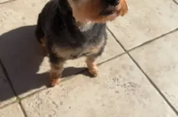 Enola, schnauzer noir disparue à La Salvetat - photo