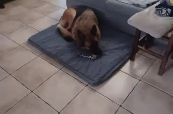 Chien perdu Lagor, photo : Berger allemand 8 ans perdu à Lagor